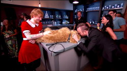 sheeriosandsoymilk:  sheeran-usa:  Ed in a dress, Aaron Paul and a puppy all sitting in a bar. This sounds like the beginning of a joke but nope, it’s real life  ed still look hella good even in a dress 