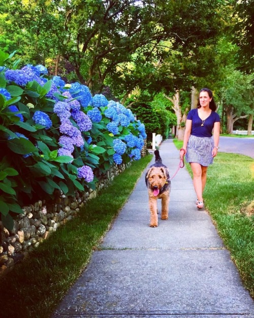 Blue and lavender fluffies next to my black and tan fluffy #airedalesofinstagram #airedaleterrier #e