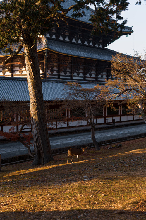 deerTōdaiji Temple, Nara, December 2021