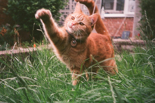 nostalgic-dreaming:  Action Gingercat by Fieldy. on Flickr. 