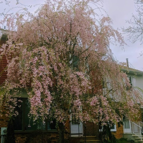 In bloom . . . . . . #tree #trees #bloom #blossom #cherry #weepingcherry #wheepingcherrytree #wheepi