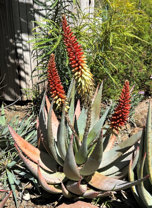 Aloe claviflora x petricolaThis very showy hybrid has the vivid bicolored flower clusters of Aloe pe