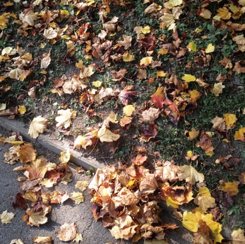 autmn leaves🍃🍂🍁