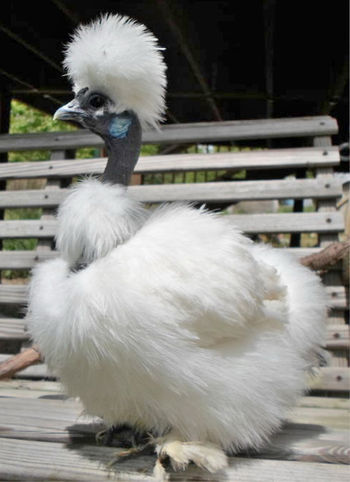 Semianonymity Replied To Your Post Breed Of The Week #28 - The Silkie!