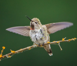 peregrineinastoop:  Anna’s Hummingbird