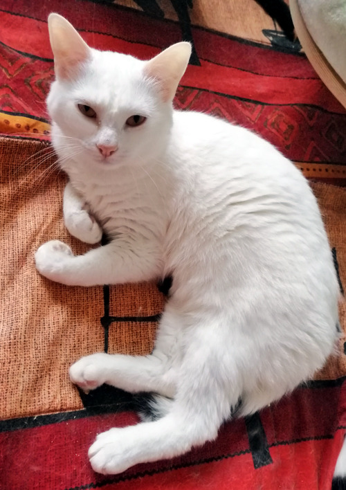 Au Chat Zen Au Chat Zen