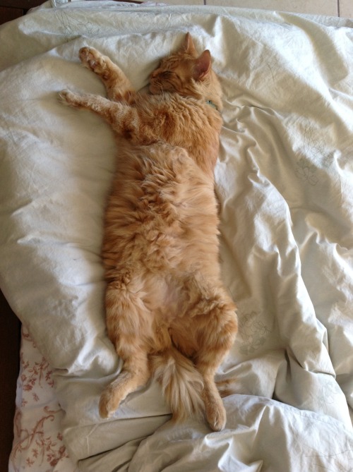 derpycats:  my own real life garfield