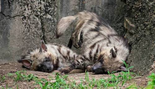 striped-civet:by DracoFlameus 