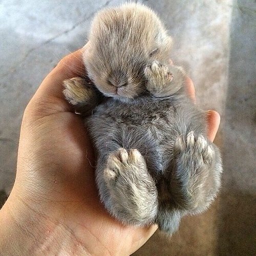 babyanimalposts:  feeling down? you need this baby animal blog