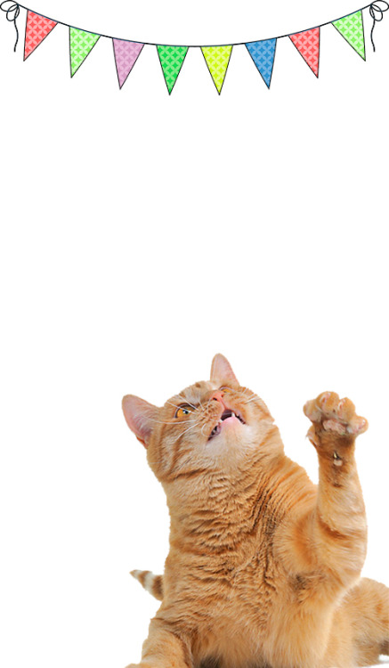 dayanafrias01:International Cat DayRandom | Wallpapers