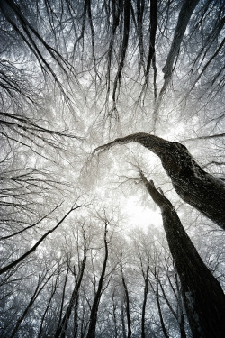 mystic-revelations:  Winter Tree By S.Y.