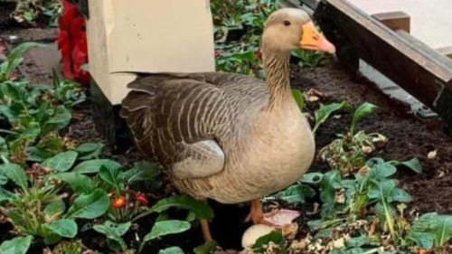 Mother Goose makes her home at York Railway Station during Lock-Down.LNER have set up webcam availab