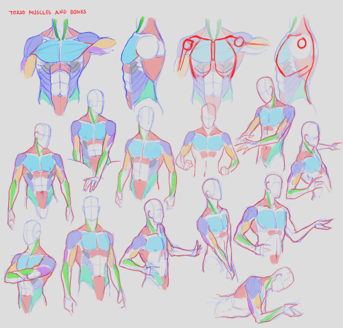 Doing some repetitions on anatomy now, so sketchbook pages from that (will probably be adding more t