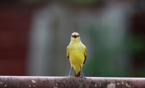 Cattle Tyrant (Machetornis rixosa)© Jay McGowan