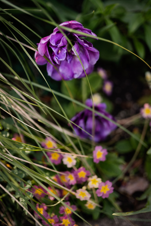 bokeh photography