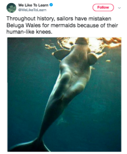 stolpergeist:  tinysaurus-rex:  kenken-b: BELUGA BABE Don’t forget their abs  Magical creatures 