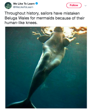 stolpergeist:tinysaurus-rex:kenken-b:BELUGA BABEDon’t forget their absMagical creatures