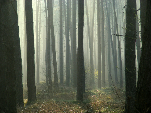 sunshineandbubbles3:  forest image by halina-anna on Flickr. 