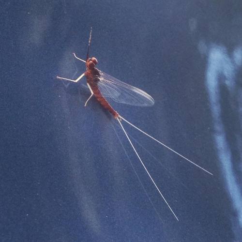 Ephemeroptera no doubt. Anyone know the suborder and family? #mayfly on a #subaru (at Northeast)