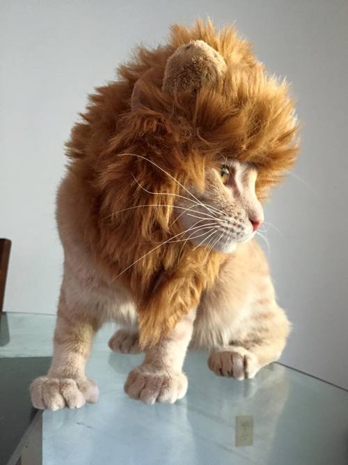 Porn photo cuteanimalspics:  Ash channeling Simba (Source: