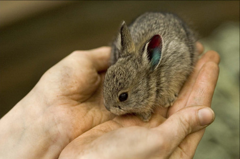 the-enchanted-mermaid:  Meet the World’s Smallest Rabbit. Columbia Basin Pygmy Rabbits are the world’s smallest and among the rarest.  