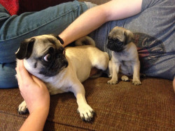 Cute-Overload:  Poppins Is Not Sure What To Think Of Her New Baby Sister, Izzy.http://Cute-Overload.tumblr.com