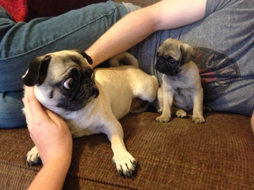 cute-overload:  Poppins is not sure what to think of her new baby sister, Izzy.http://cute-overload.tumblr.com 