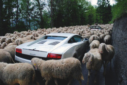 isbutter-a-carb:  I’m a Lamborghini upon sheep 😪