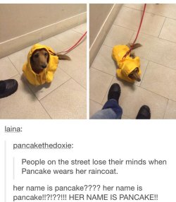 babyanimalgifs:(via @pancakethedoxie)