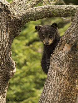 magicalnaturetour:   by Les-Piccolo 