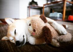 Shiba Lovers