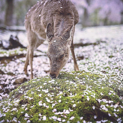 languagenerds:Language moodboard: Japanese