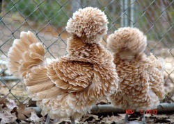 lickystickypickyshe:  Look at all these animals having a better hair day than you. 