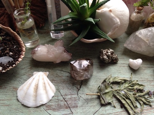 floralwaterwitch:The new arrangement of my plant altar radiates such happy energies