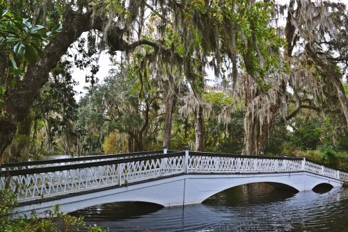 Magnolia Plantation and Gardens in Charleston SC