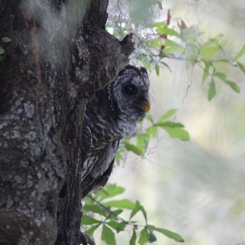 Barred owl!