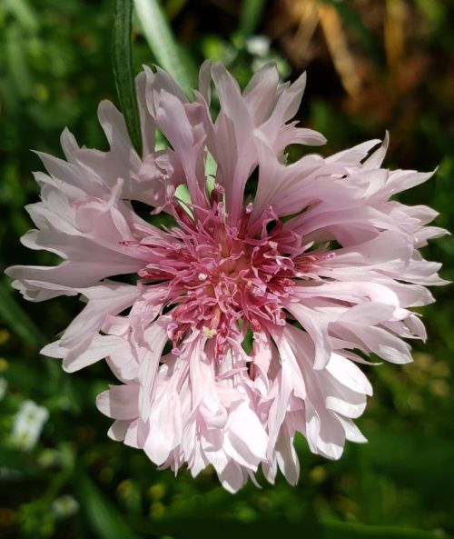 Cornflower in Pink. #flowersinurbia #flowers #cornflowers #flora #fleur #fleuriste #fleuris #floral 