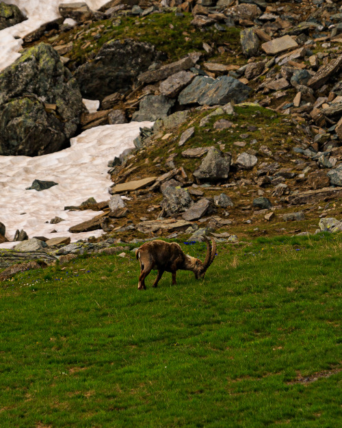  Alpine Ibex 29/?- Tour de Monte Rosa, July 2021photo by: nature-hiking