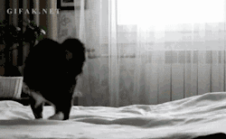 blazepress:  40 GIFs That Perfectly Sum up the Life of a Cat