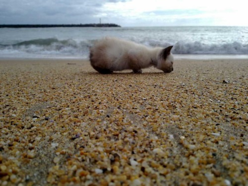 Kitten on the Shore - Aquitaine, France (via Mes Chats)