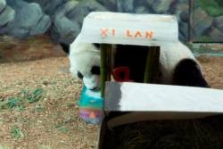 giantpandaphotos:  Xi Lan celebrates his
