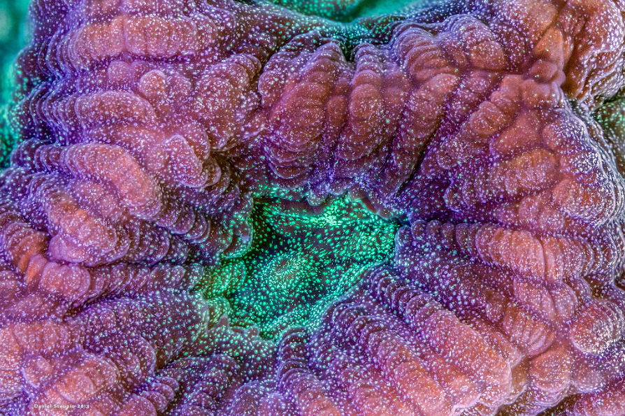thelovelyseas:  Coral under high magnification by Daniel Stoupin