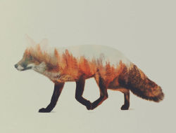 blazepress:  Amazing Double-Exposure Animal