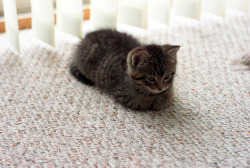 catsuggest: temmievevo:  catloaf appreciation post  How To Be Loaf: A Picture Guide For Cold Cats   Lol