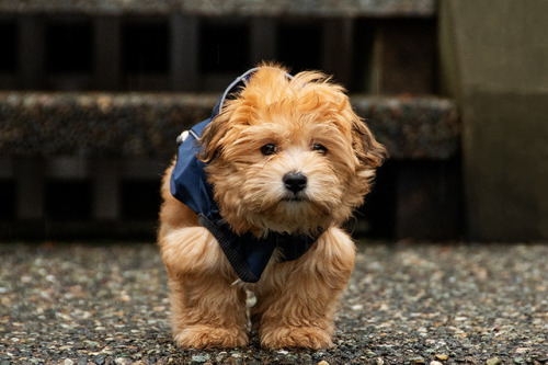 lewisthehavanese: Lewis out for a walk in the rain. This little blue rain jacket might only fit for 