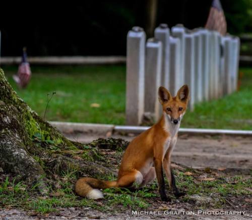 Porn photo mopieo: Buddy the Fox, at Bonaventure Cemetery