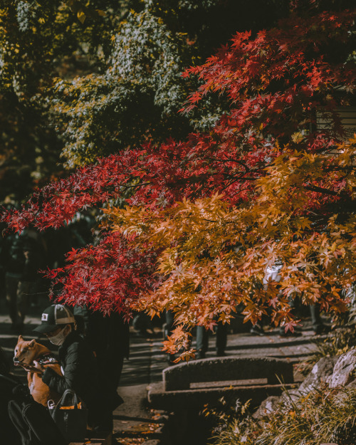  Jindai-ji, the second oldest temple in Tokyo, after Senso-ji, is only about 40 minutes away from th