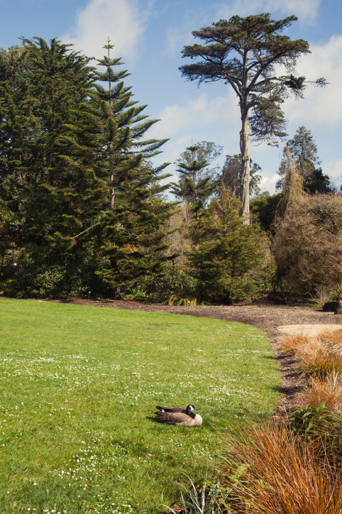 Golden Gate Park | San Francisco