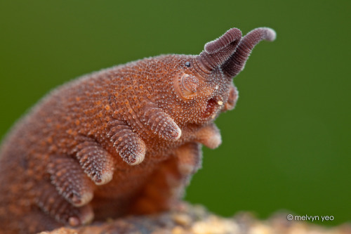 onenicebugperday: Velvet Worm, SingaporePhotos by Melvyn Yeo // Instagram // Facebook