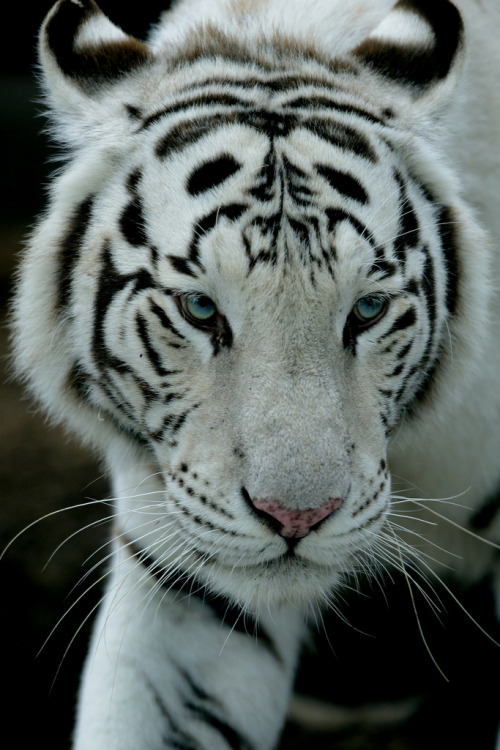 h4ilstorm:  White tigers in Miami-1 (by johnaalex) 